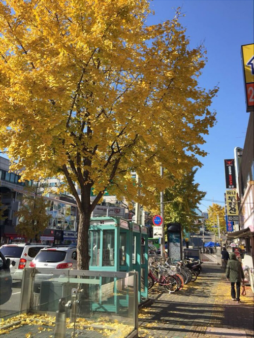 高大半边街黄枫叶b.jpg